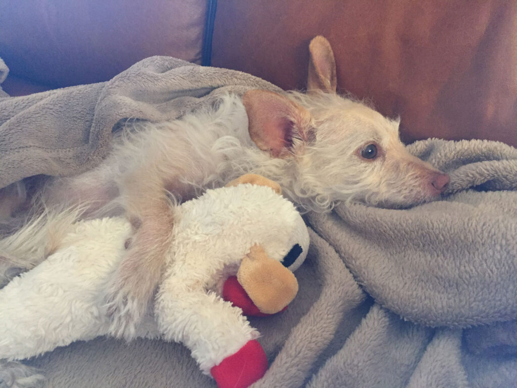 An image of Peabody one of the member's of the Janice Seagraves Foundation pets.