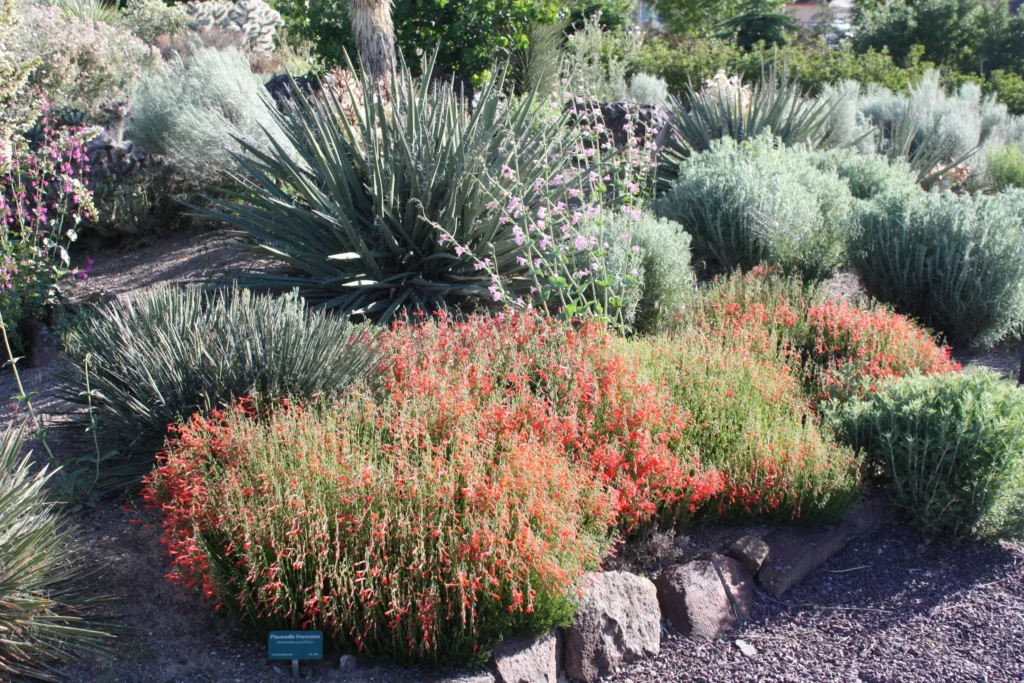 A picture of native plants found in Southern Idaho with a namecare labeling one of the plants